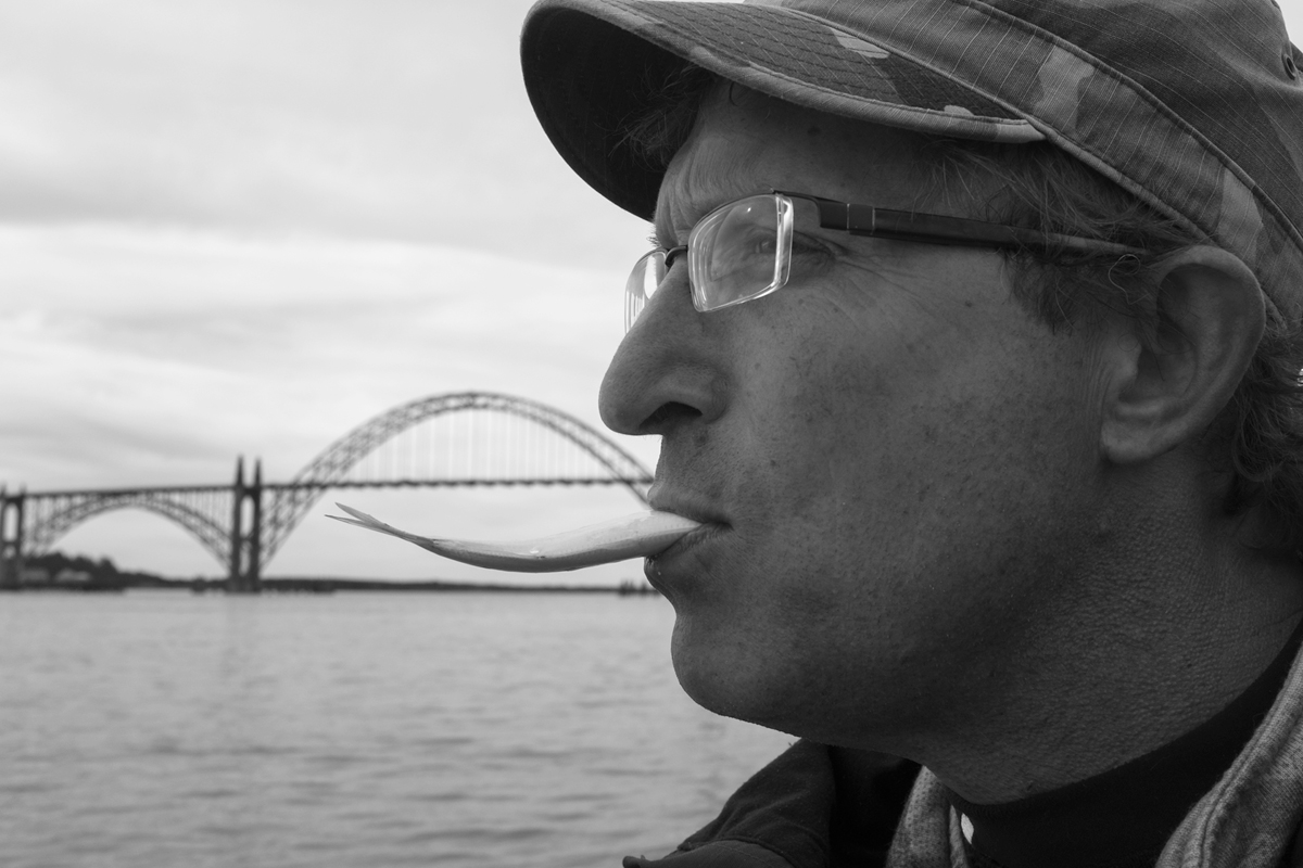 Snacking on herring, Newport, Oregon, 2014. Photo by Paul Shirkey.