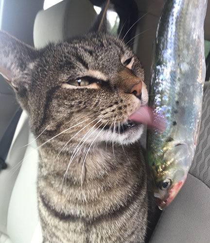 Beloved cat, Shrimp, licking fresh-caught herring. 